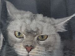 -天使宠物医院·犬猫分诊(彩虹店)