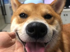 -爱妮康宠物医院·干细胞免疫细胞·肿瘤·心脏(张江店)