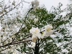 -杭州植物园