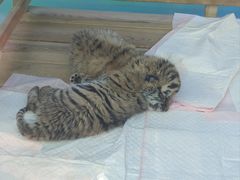 -栾川竹海野生动物园