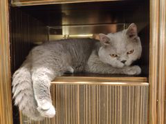 -more than meow吴止猫主题餐厅(承德 中船汇店)