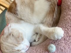 -藏猫猫咖啡主题馆(中央大道店)