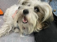 -西安京西宠物医院·瘫痪·疑难杂症