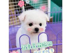 -萌宠之家·腊肠犬·马尔泰·小体犬舍