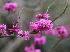 -花开海上生态园