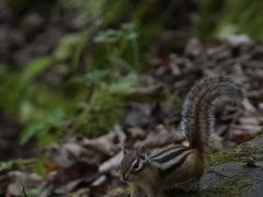 -五女峰国家森林公园