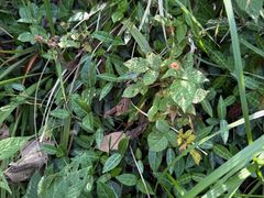 -上海佘山国家森林公园天马山园