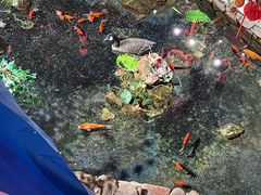 -鱼满舱·鲜活海鲜·正宗鲁菜
