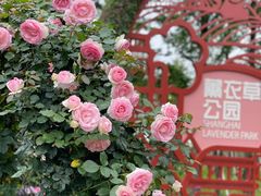 -东平国家森林公园