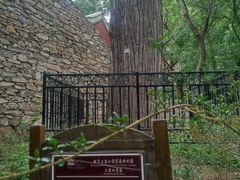 -北京上方山国家森林公园