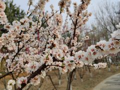 -大兴滨河森林公园