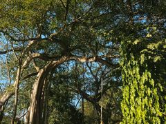 -瑞丽独树成林风景区