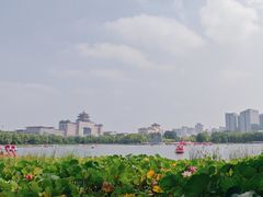 -莲花池公园