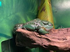 -可伦宾野生动物保护区