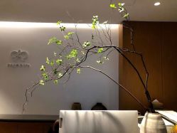 -安吉拉青春化管理中心