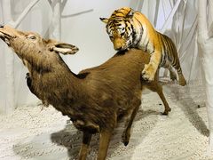 -南宫五洲植物乐园