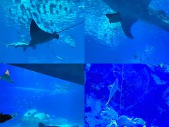 -珠海长隆海洋王国