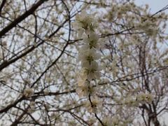 -桃花堤公园