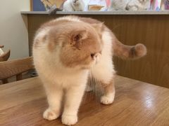 -滚猫咖啡·猫咖·猫友好撸猫(未来城店)