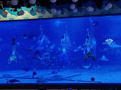 -烟台海昌鲸鲨海洋公园