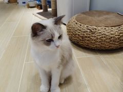 -momokira米努特·德文卷毛猫·棉花面纱犬