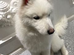 -Let's go狗咖·猫咖·奶狗·桌游(春熙路IFS店)