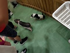 -藦茜花园宠物主题亲子互动体验馆(国顺东路店)