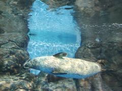 -上海海洋水族馆