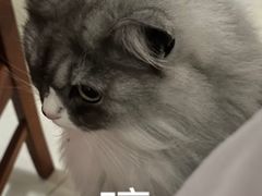 -瑞鹏宠物医院·猫科·宠保定点(梅溪湖分院)