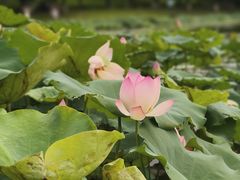 -飞来湖湿地公园