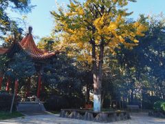 -洛龙公园