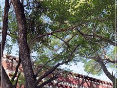 -塔尔寺-菩提树