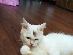 -楼上猫咖(罗湖店)