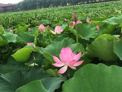 -荷塘月色湿地公园·向阳花洲