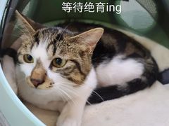 -特一安24小时宠物医院·骨科·中兽医