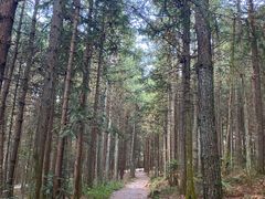 -重庆睡佛山森林公园