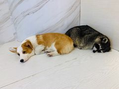 -浣熊柯尔鸭土拨鼠·电玩咖