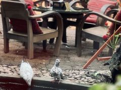 -Fern Forest Cafe