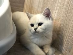 -喵zoo家庭繁育猫舍(尖东智能花园店)