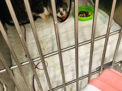 -艾吉宠物医院·疑难杂症转诊中心·猫友好(碧江路院)