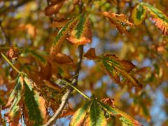 -海德公园