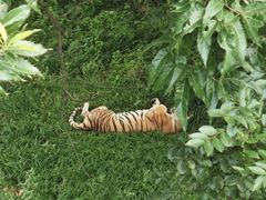 -合肥野生动物园