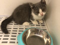 -lincat·猫舍(广州店)