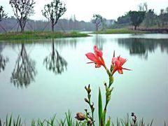 -白鹭湾湿地公园