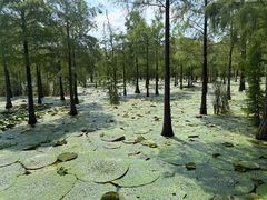 -池杉湖湿地公园