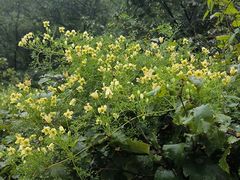 -鸡鸣山旅游景区