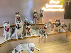-Husky Go! 哈士奇体验馆·宠物咖啡厅狗咖