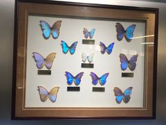 -上海昆虫博物馆