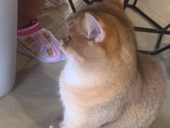 -藏猫猫咖啡主题馆(中央大道店)