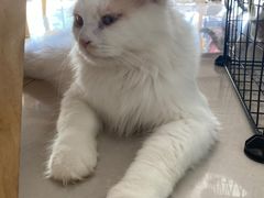 -平行世界·猫咖(首经贸店)